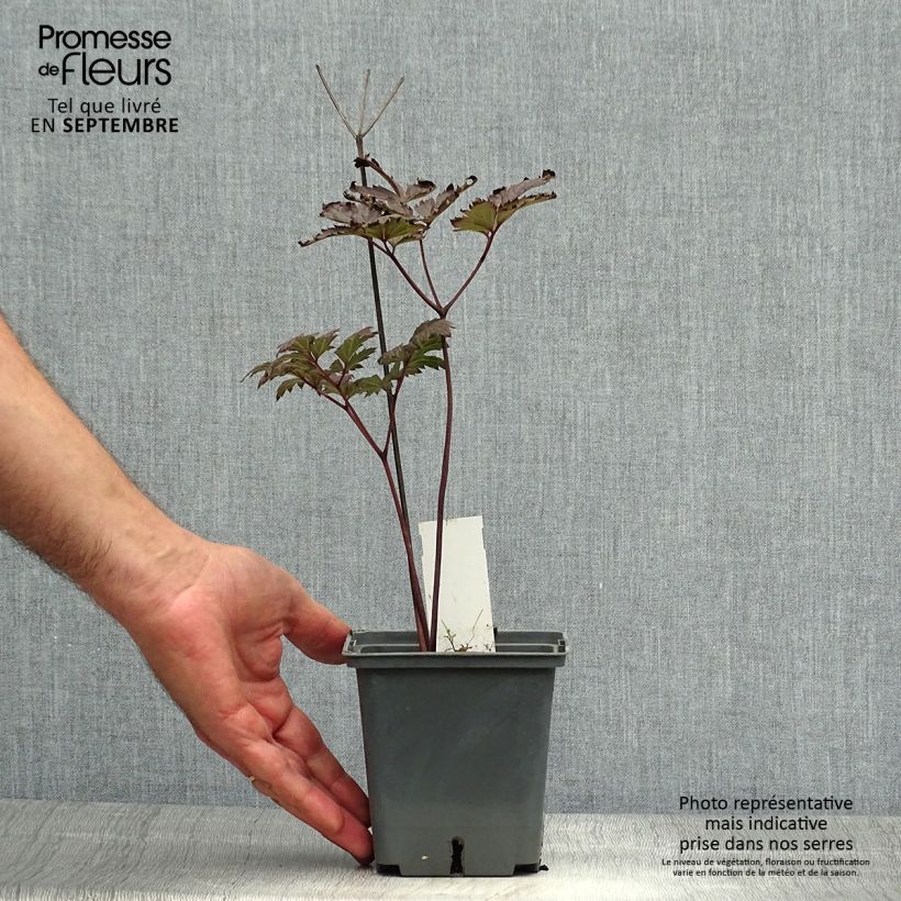 Esemplare di Cimicifuga simplex Carbonella - Actaea Vaso da 1L/1,5L come consegnato in autunno