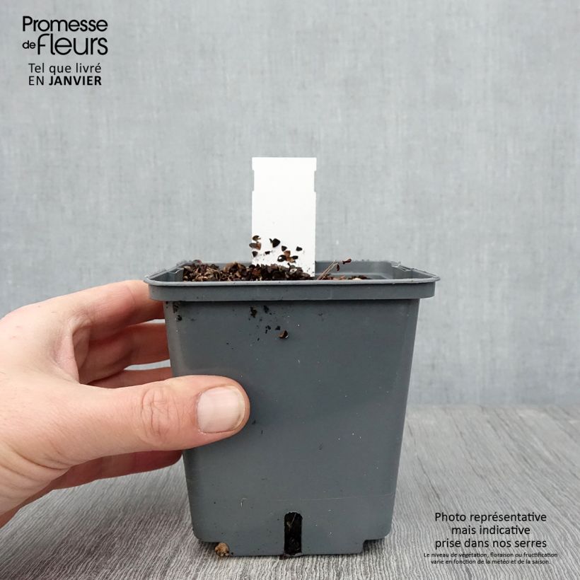 Cimicifuga simplex Carbonella - Actaea Vaso da 1L/1,5L esemplare consegnato in inverno