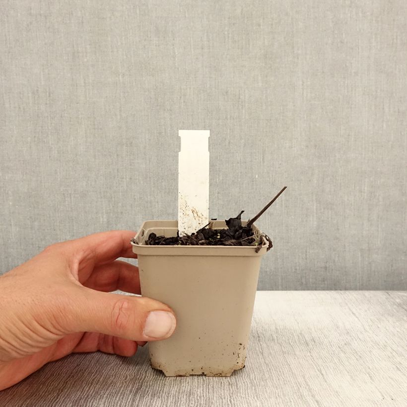Esemplare di Cimicifuga simplex James Compton - Actaea Vasetto da 8/9 cm come consegnato in autunno