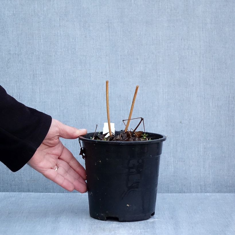 Esemplare di Actaea racemosa - Cimicifuga Vaso da 2L/3L come consegnato in autunno