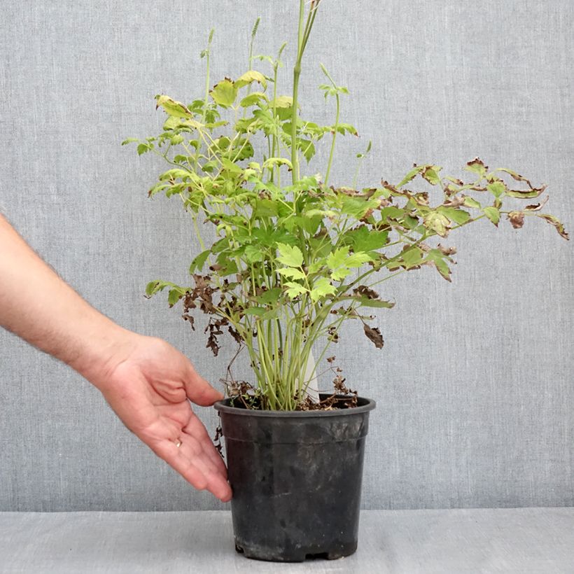 Esemplare di Actaea racemosa - Cimicifuga Vaso da 2L/3L consegnato in estate