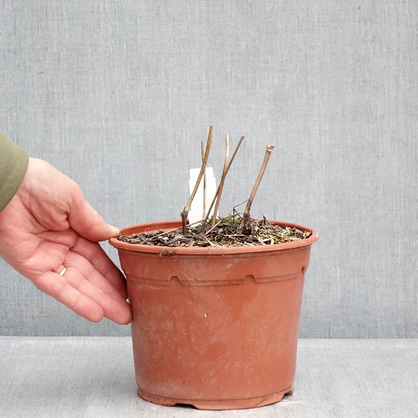 Actaea racemosa - Cimicifuga Vaso da 2L/3L esemplare consegnato in inverno