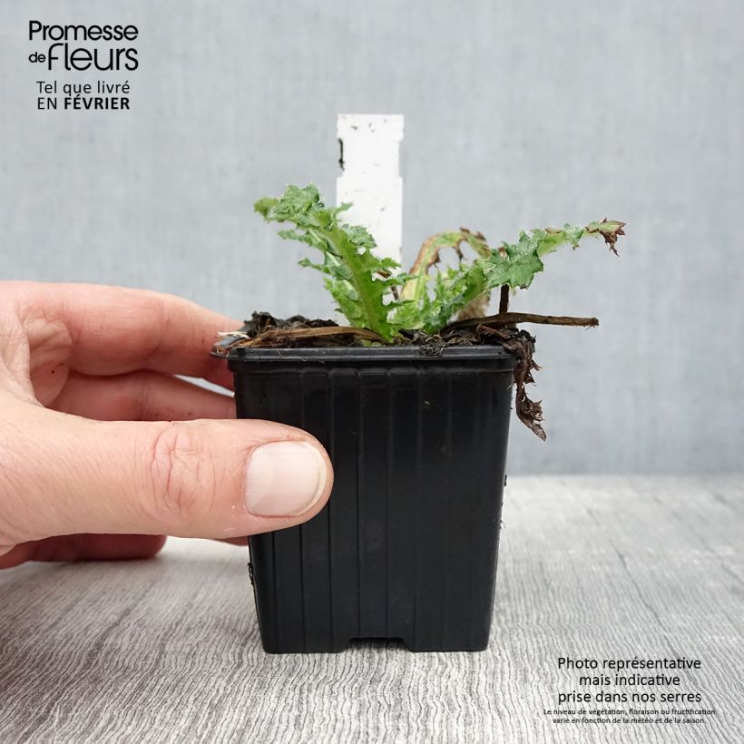 Cirsium japonicum Rose Beauty - Cardo Vasetto da 8/9 cm esemplare consegnato in inverno