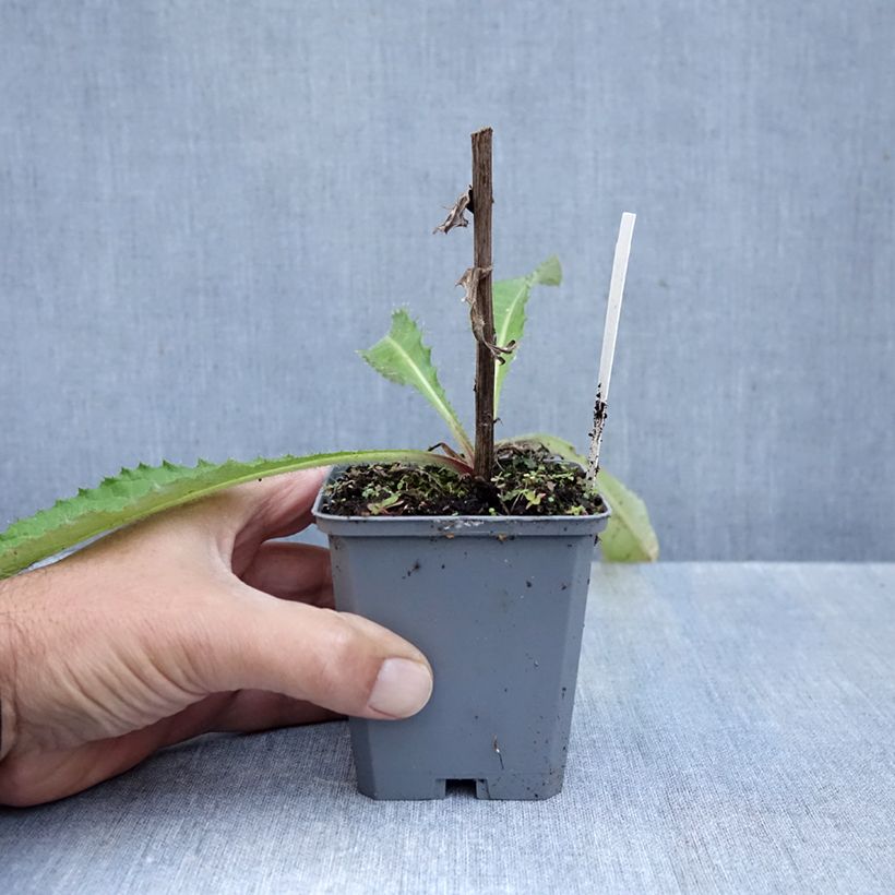 Esemplare di Cirsium rivulare Trevors Blue Wonder - Cardo dei ruscelli Vasetto da 8/9 cm come consegnato in autunno