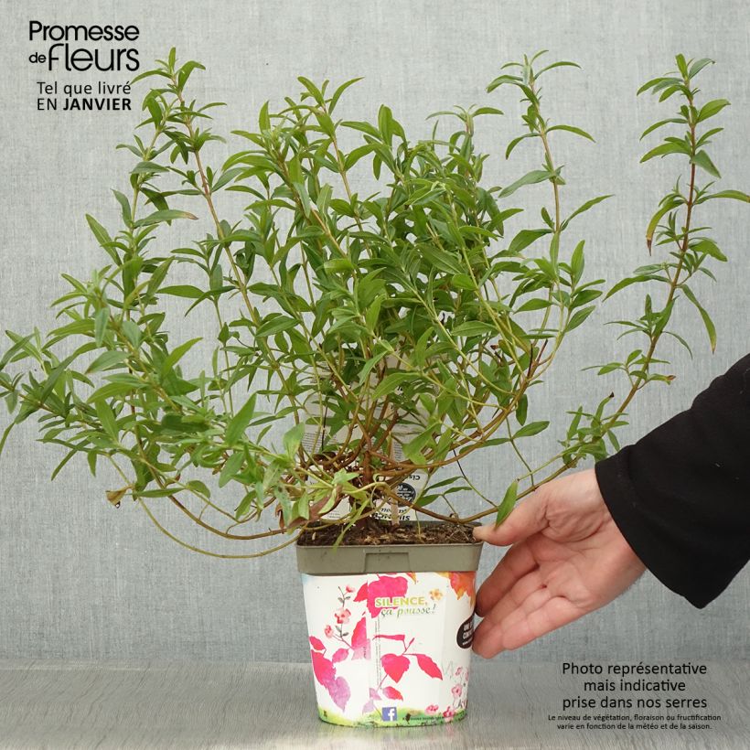 Cistus lusitanicus Decumbens - Cisto Vaso da 2L/3L esemplare consegnato in inverno