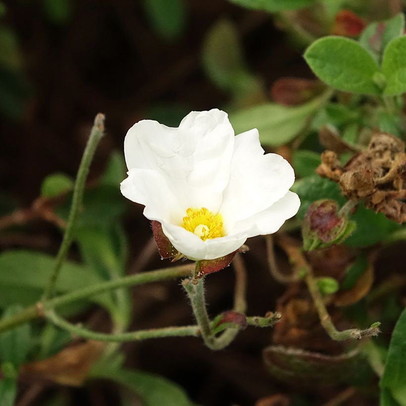 Cistus obtusifolius - Cisto (Fioritura)