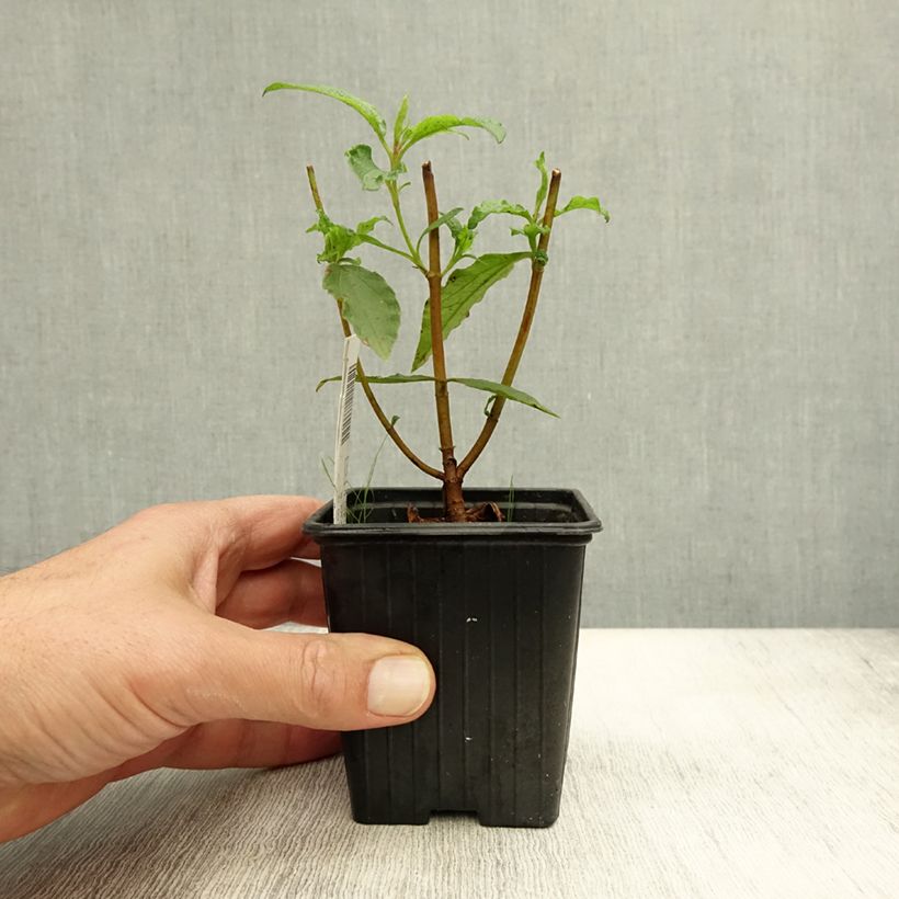 Esemplare di Cistus aguilarii Maculatus - Cisto Vasetto da 8/9 cm come consegnato in autunno
