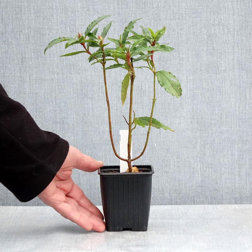 Cistus aguilarii Maculatus - Cisto Vasetto da 8/9 cm esemplare consegnato in primavera