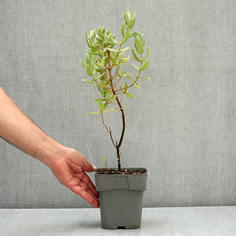 Esemplare di Cistus albidus - Cisto a foglie sessili Vaso da 2L/3L consegnato in estate