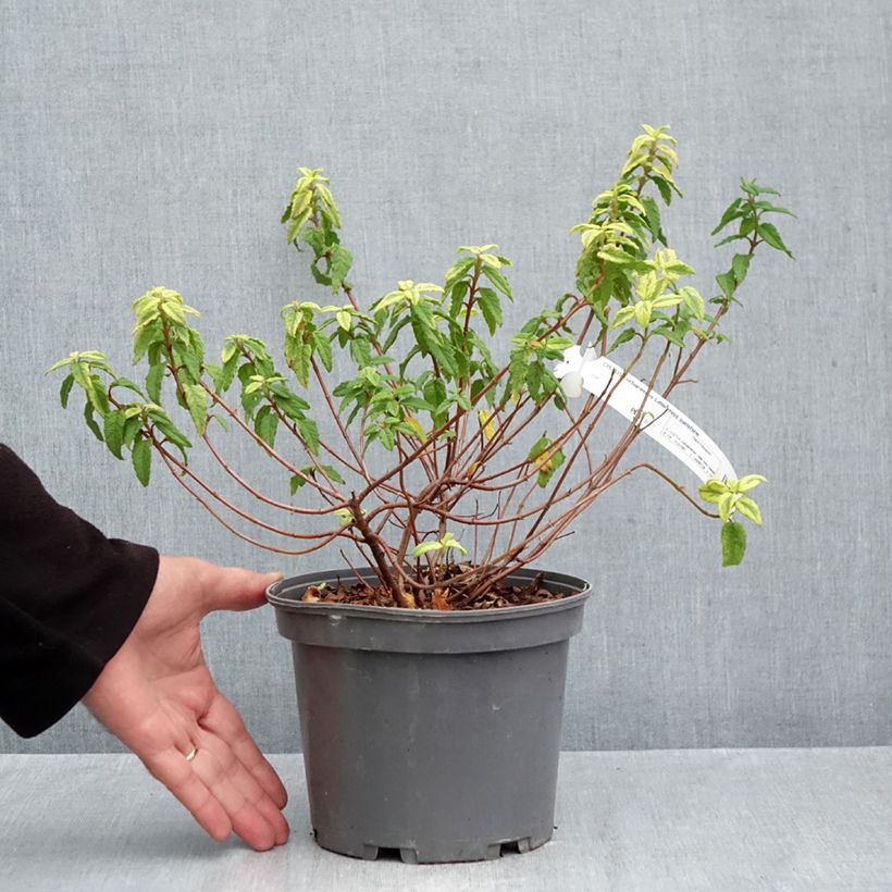 Esemplare di Cistus corbariensis Little Miss Sunshine - Cisto Vaso da 4L/5L come consegnato in autunno