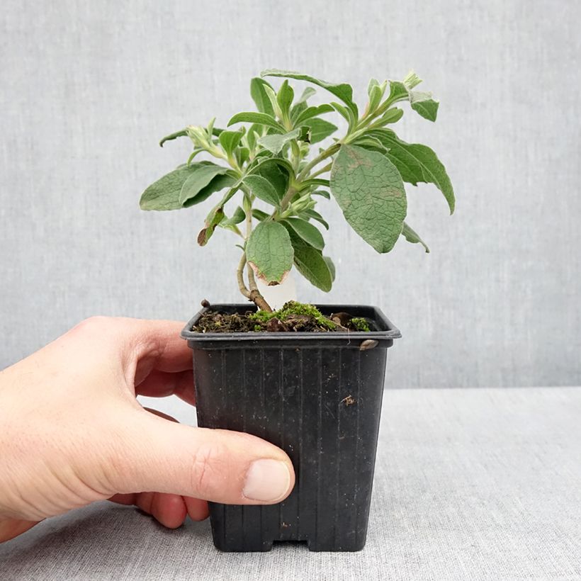 Cistus lenis Grayswood Pink - Cisto Vasetto da 8/9 cm esemplare consegnato in primavera