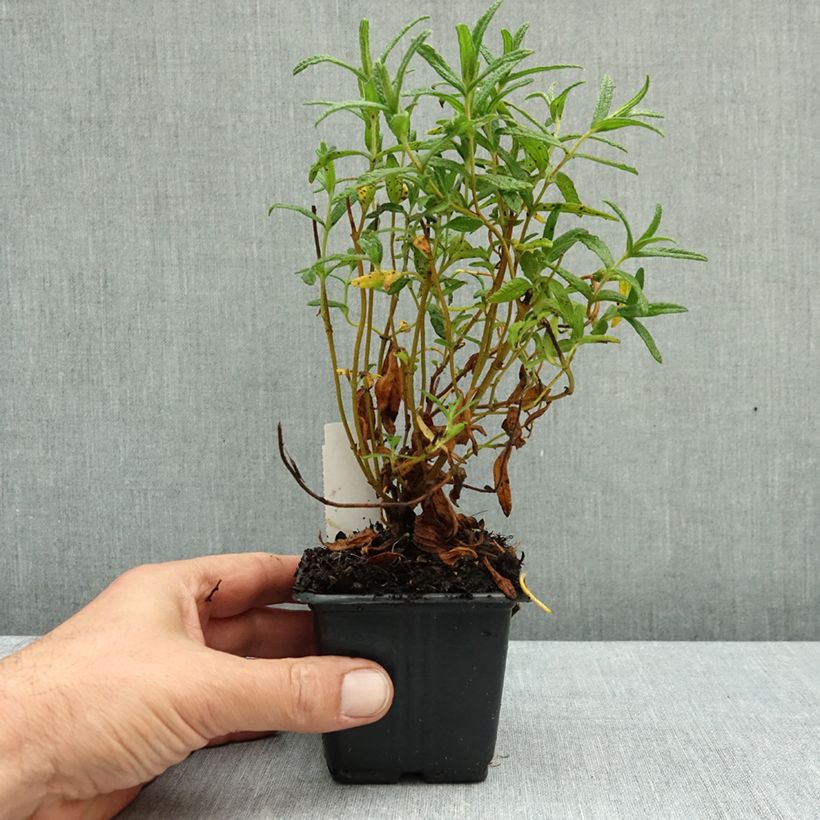Esemplare di Cistus monspeliensis - Cisto marino Vasetto da 8/9 cm come consegnato in autunno
