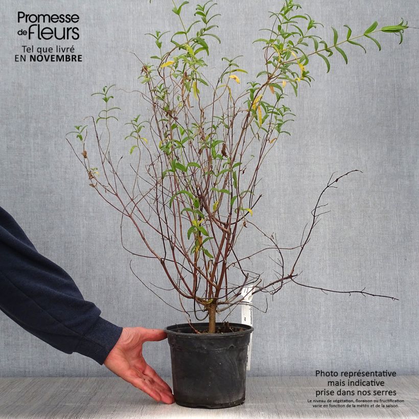 Esemplare di Cistus monspeliensis - Cisto marino Vaso da 2L/3L come consegnato in autunno