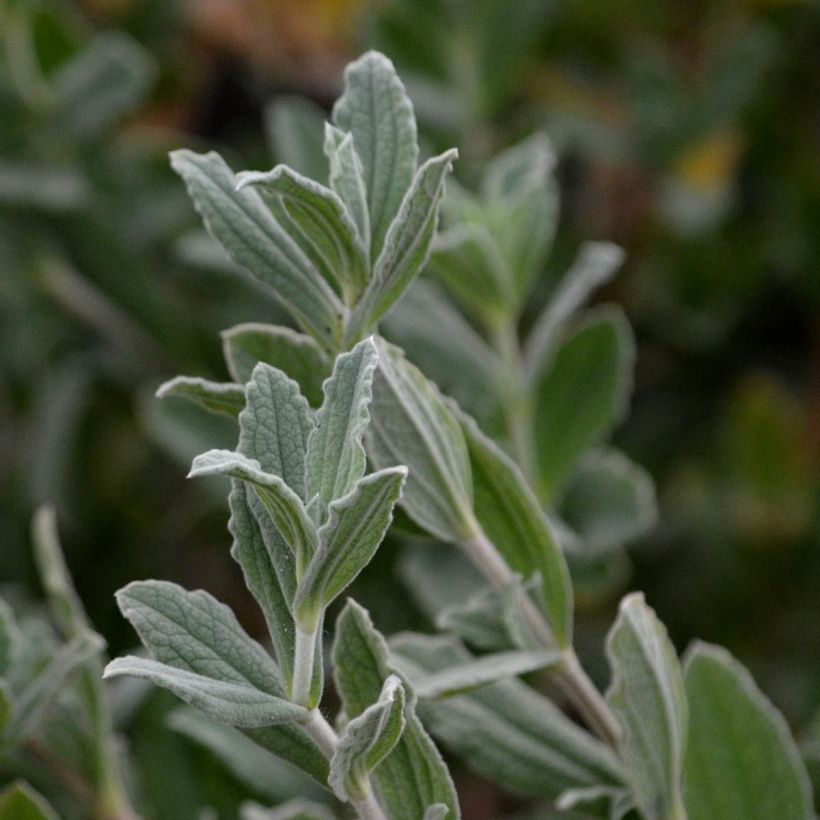 Cistus pulverulentus Sunset - Cisto (Fogliame)