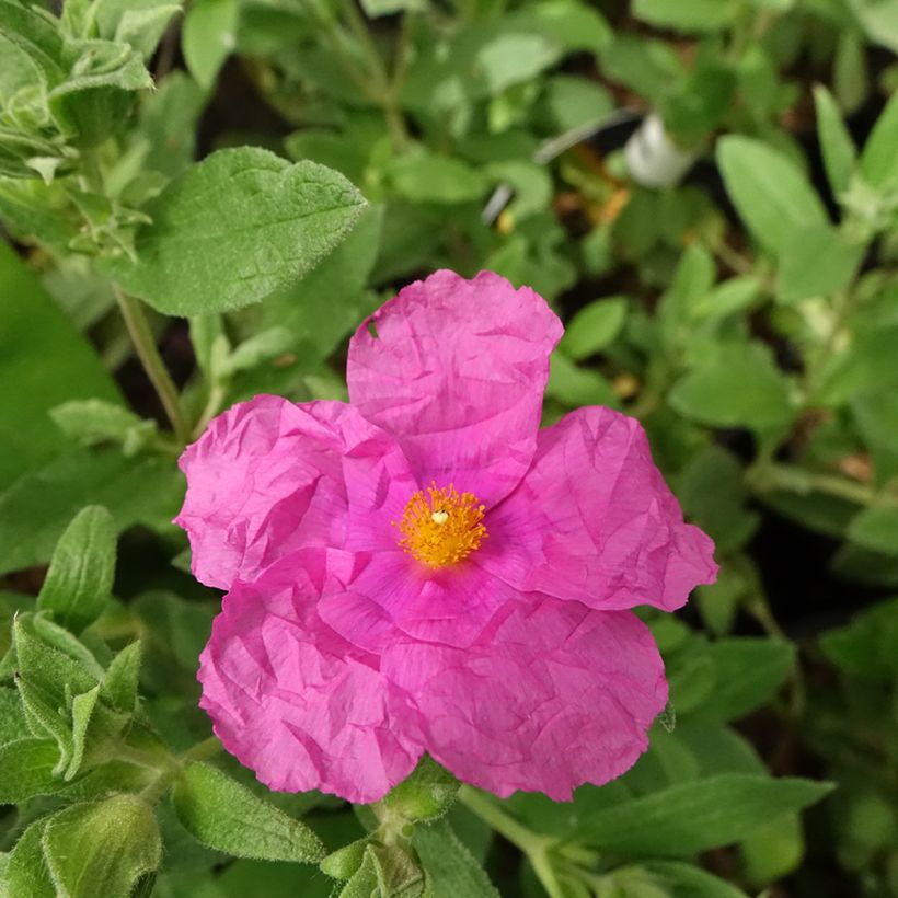 Cistus pulverulentus Sunset - Cisto (Fioritura)