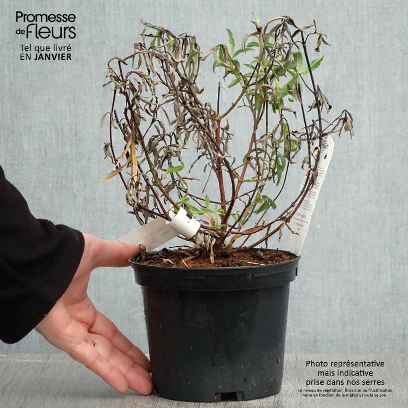 Cistus purpureus Betty Taudevin - Cisto Vaso da 2L/3L esemplare consegnato in inverno