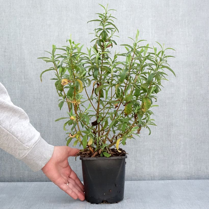 Cistus purpureus Betty Taudevin - Cisto Vaso da 2L/3L esemplare consegnato in primavera