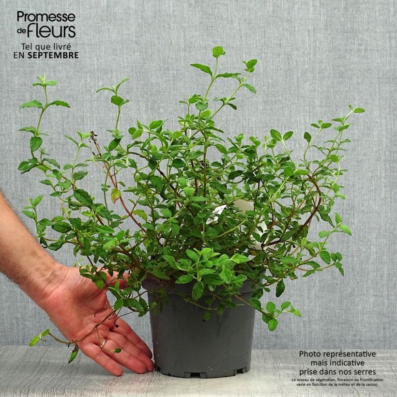 Esemplare di Cistus salviifolius - Cisto femmina Vaso da 2L/3L come consegnato in autunno