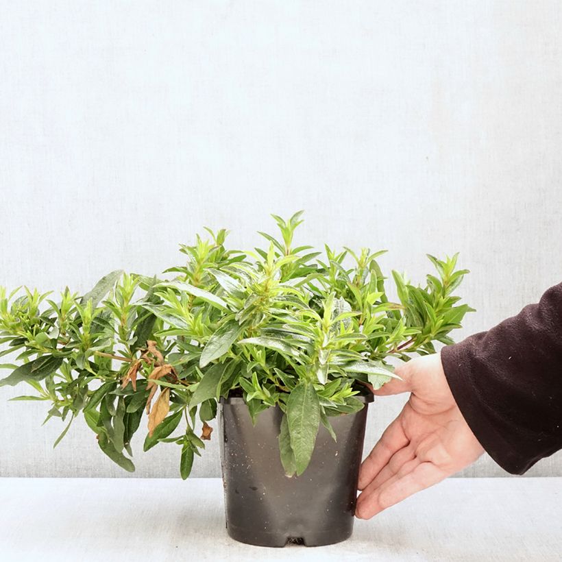 Cistus Jenkyn Place - Cisto Vaso da 1,5L/2L esemplare consegnato in primavera