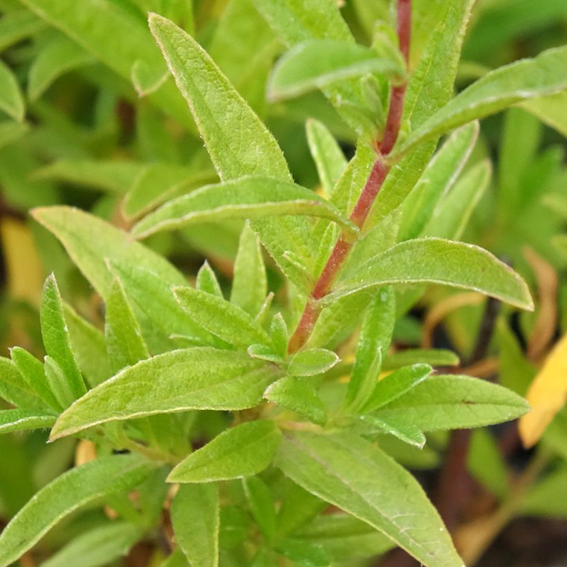 Cistus Jenkyn Place - Cisto (Fogliame)