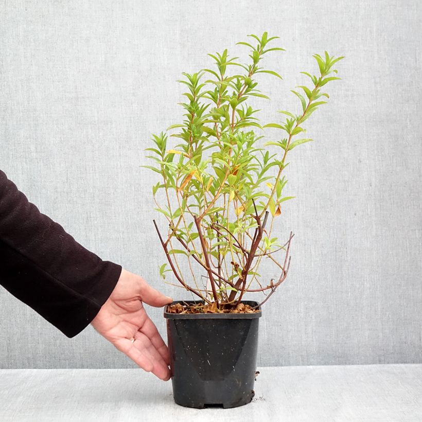 Esemplare di Cistus Jenkyn Place - Cisto Vaso da 1,5L/2L come consegnato in autunno