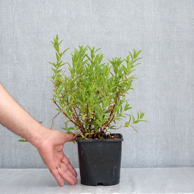 Esemplare di Cistus Jenkyn Place - Cisto Vaso da 1L/1,5L consegnato in estate