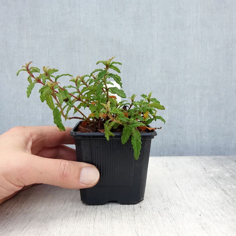 Esemplare di Cistus florentinus Repens - Cisto Vasetto da 8/9 cm come consegnato in autunno