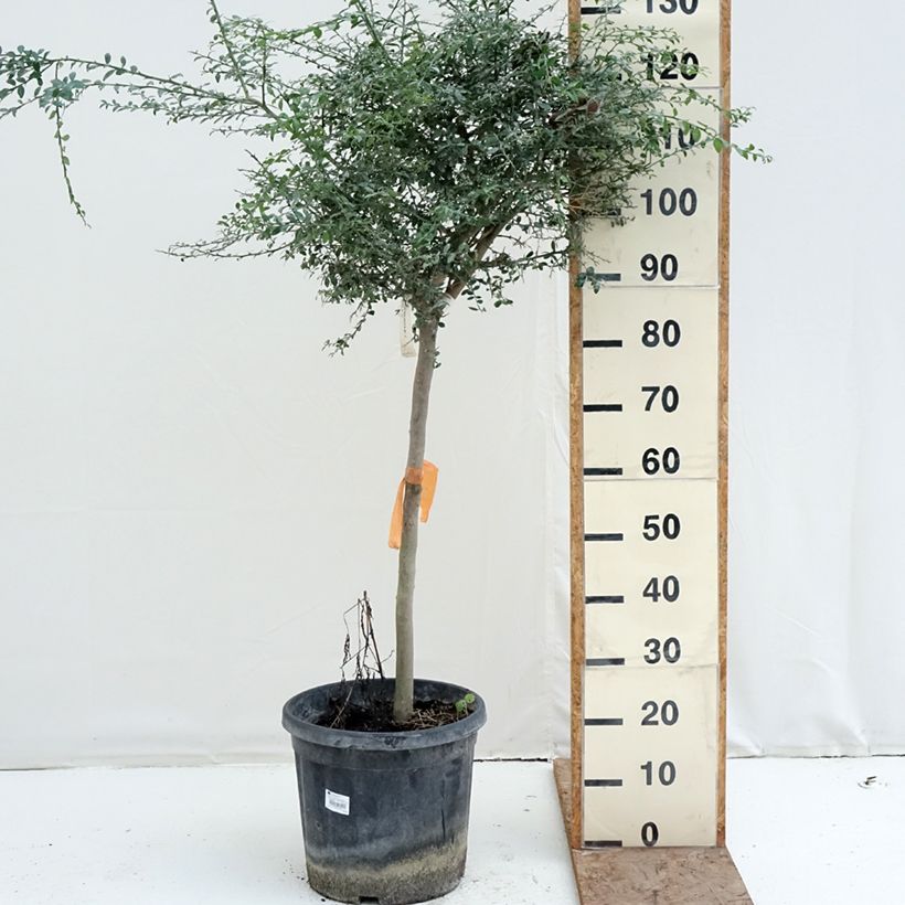 Microcitrus australasica - Caviale di limone Vaso da 18L/20L, Vaso impalcato medio esemplare consegnato in inverno