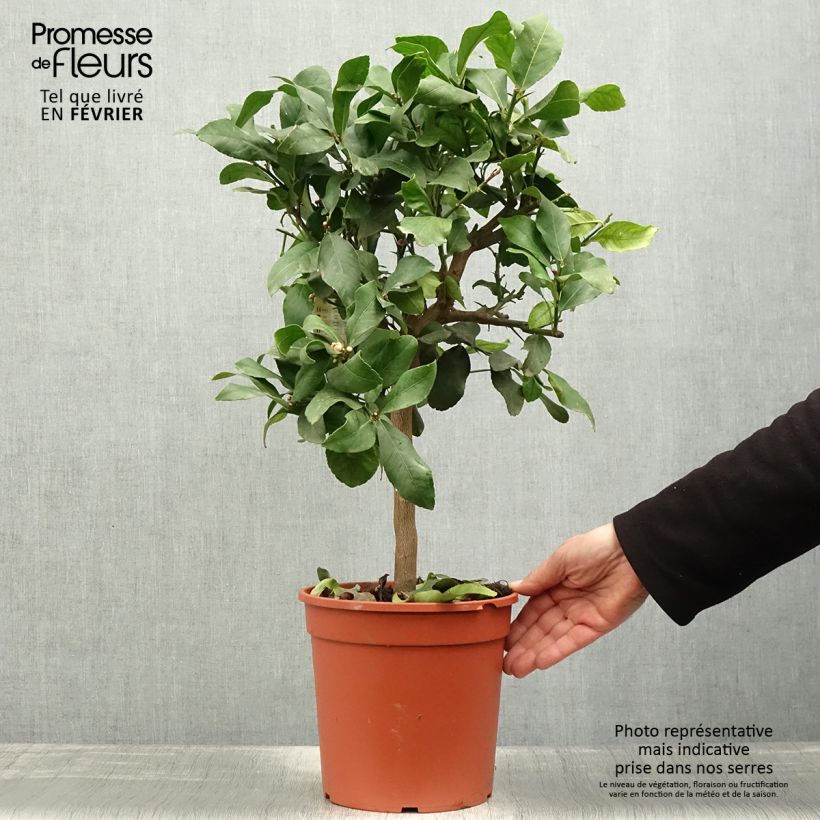 Citrus limon Femminello Incappucciato - Limone Vaso da 4L/5L, Vaso impalcato basso esemplare consegnato in inverno