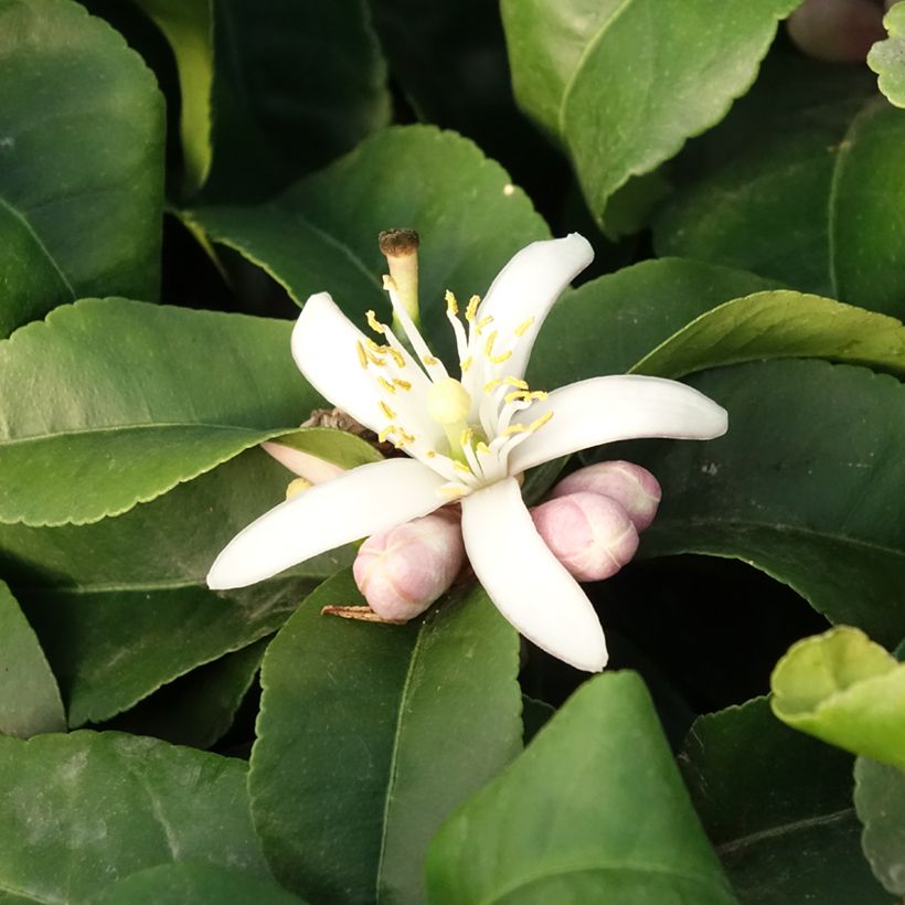 Citrus limon Lemox - Limone (Fioritura)