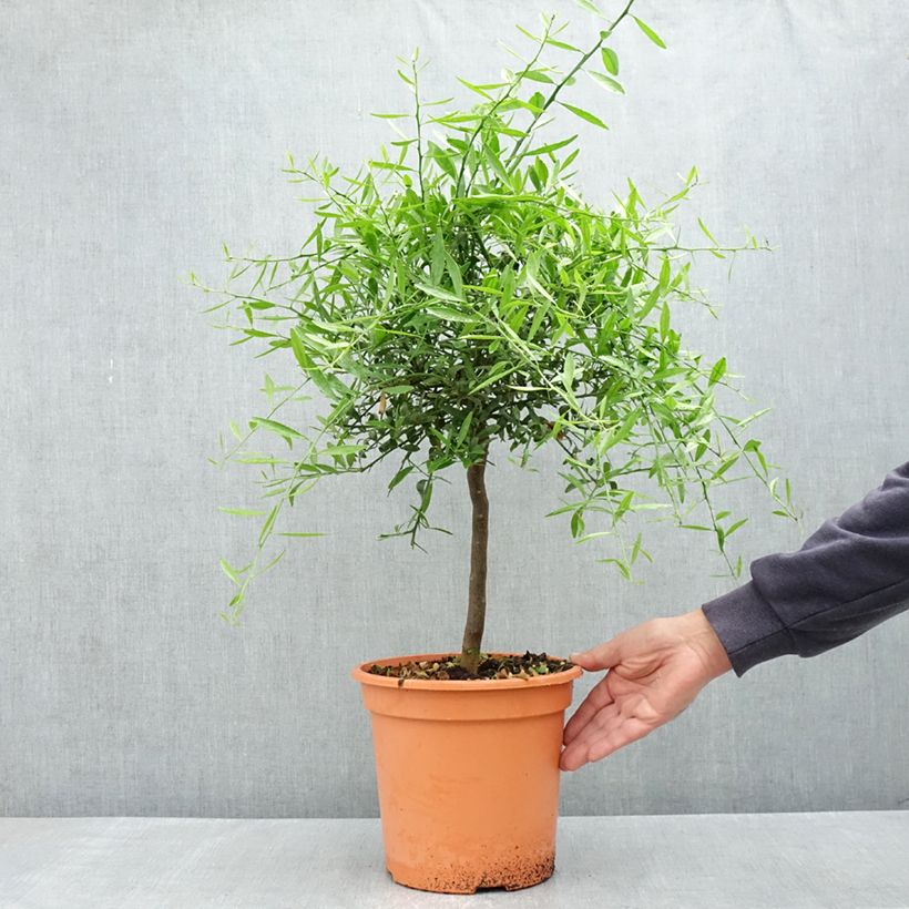 Citrus glauca  Vaso da 6L/7L, Vaso impalcato basso esemplare consegnato in primavera