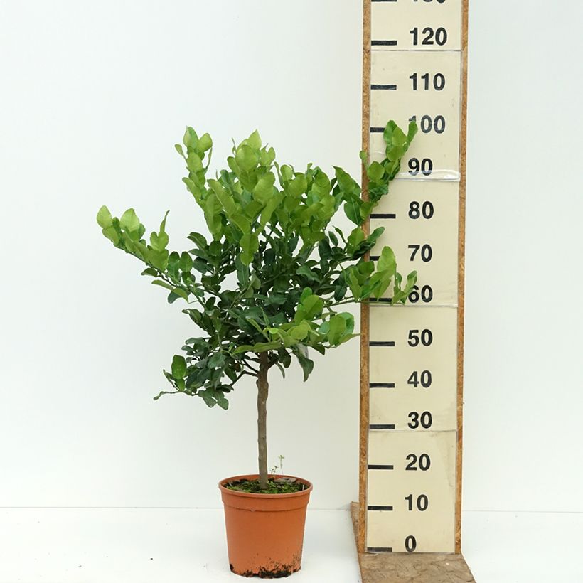 Esemplare di Citrus ichangensis - Limone di Ichang Vaso da 4L/5L, Vaso impalcato basso consegnato in estate