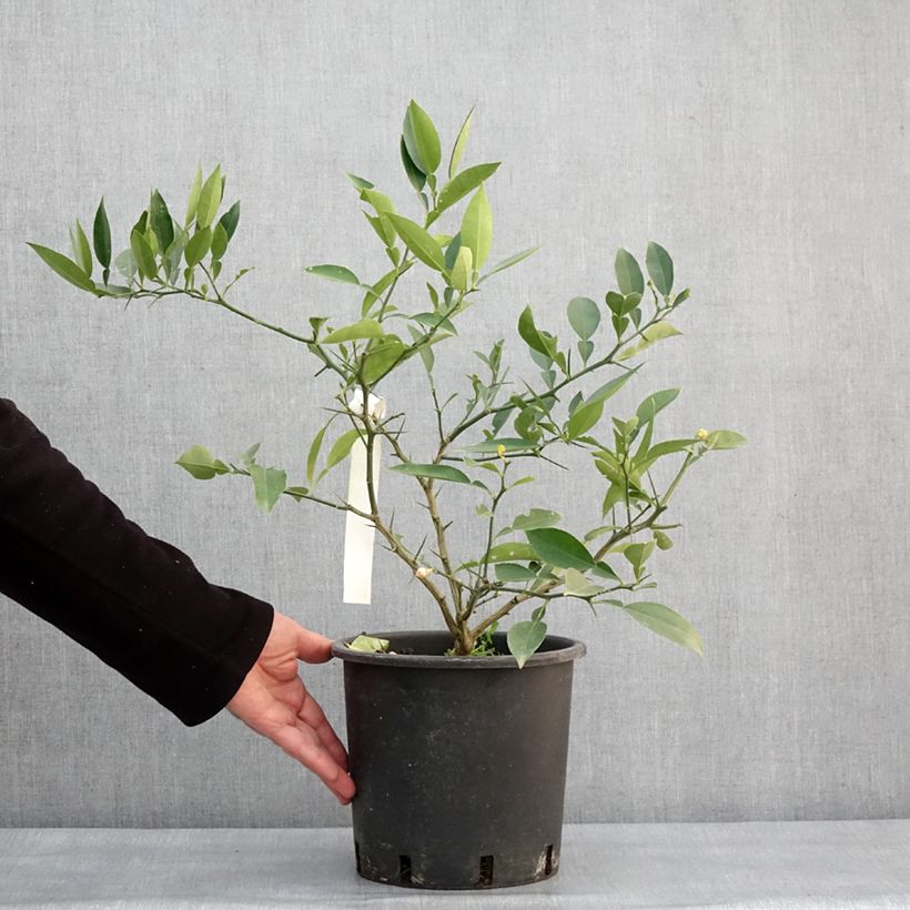 Citrus ichangensis - Limone di Ichang Vaso da 3L/4L, Multifusto esemplare consegnato in inverno