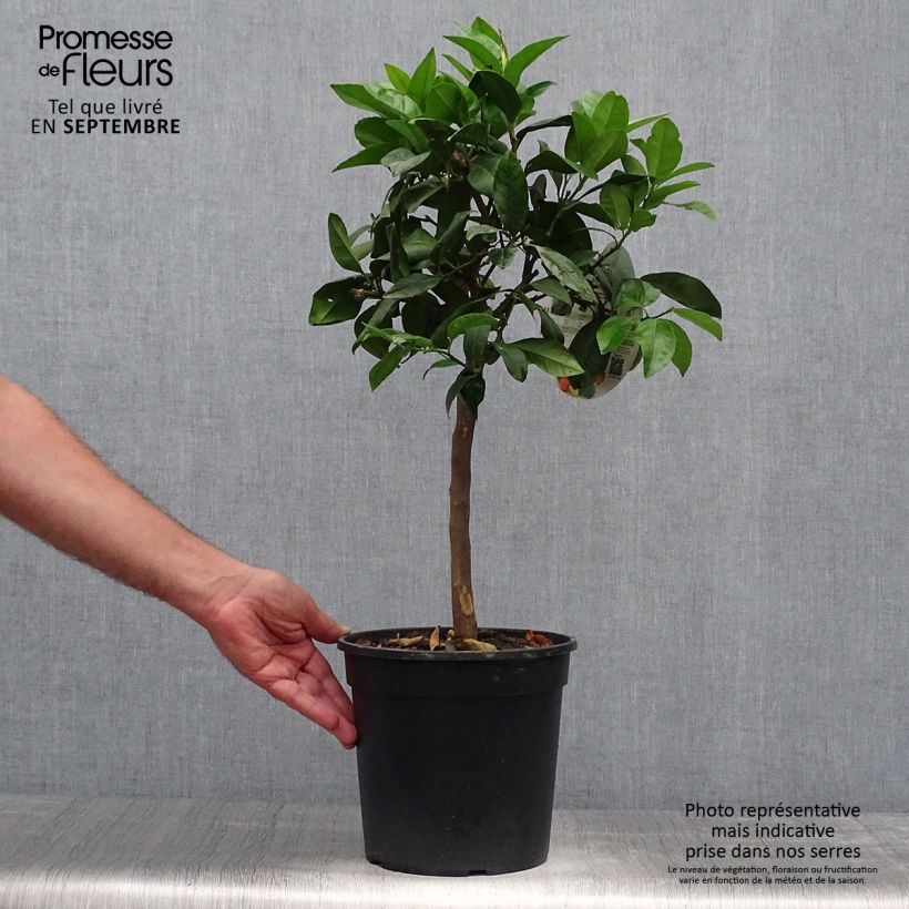Esemplare di Citrus medica x limon Pigmentata - Cedro (agrume) Vaso da 4L/5L, Vaso impalcato basso come consegnato in autunno