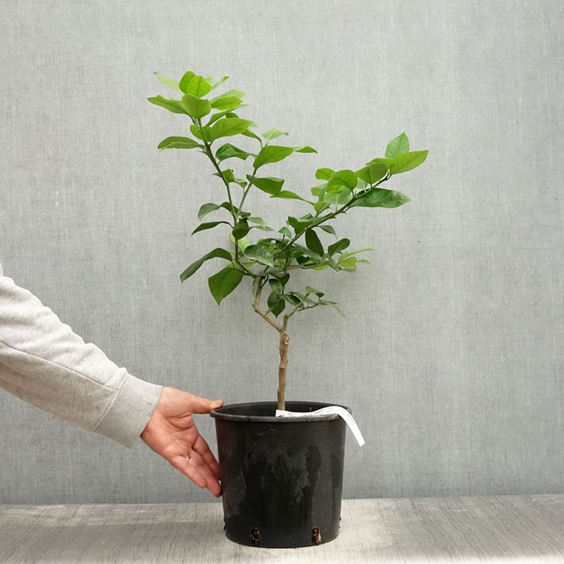 Esemplare di Citrus sinensis x meyeri Doppio Sanguigno - Arancio Vaso da 4L/5L, Vaso impalcato basso come consegnato in autunno