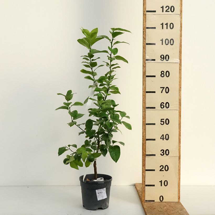 Esemplare di Citrus sinensis x meyeri Doppio Sanguigno - Arancio Vaso da 4L/5L, Vaso impalcato basso consegnato in estate