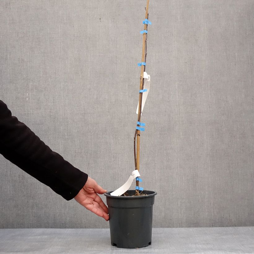 Cladrastis kentukea Vaso da 3L/4L esemplare consegnato in inverno