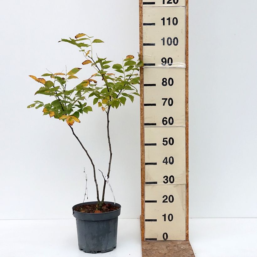 Esemplare di Cladrastis kentukea Vaso da 6L/7L consegnato in estate