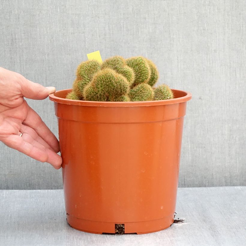 Esemplare di Cactus - Cleistocactus winteri f. cristata Vaso da 4L/5L come consegnato in autunno
