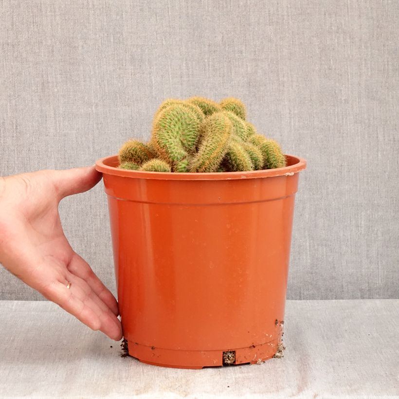 Esemplare di Cactus - Cleistocactus winteri f. cristata Vaso da 4L/5L consegnato in estate