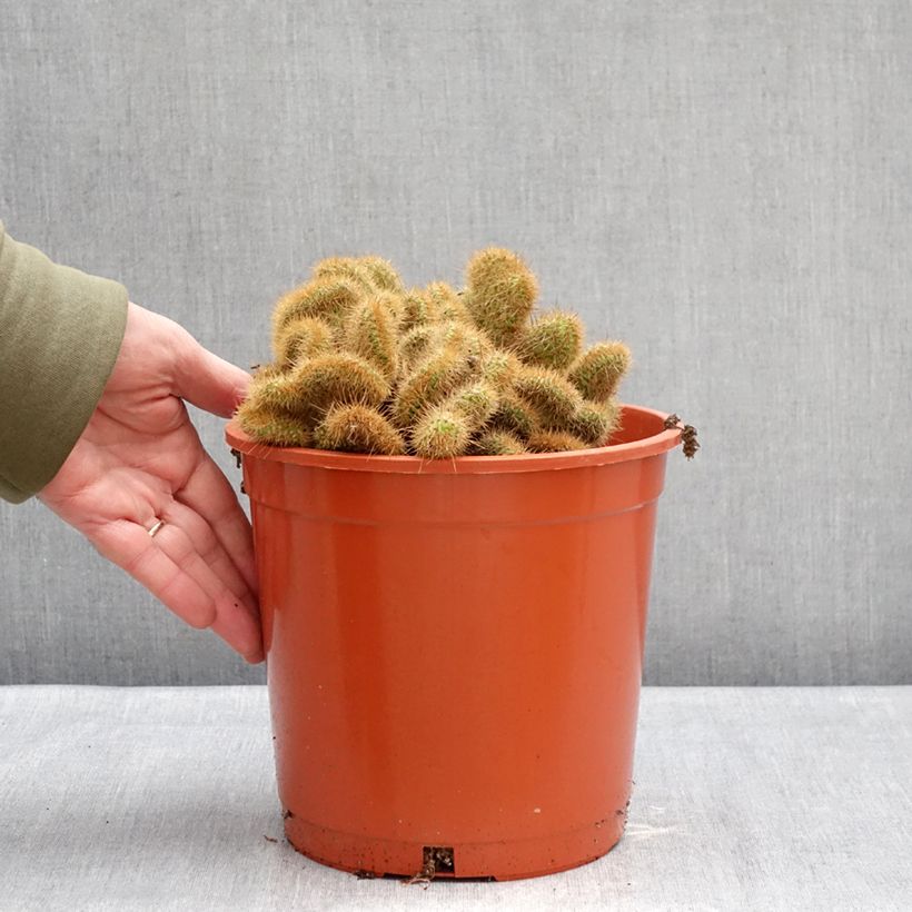 Cactus - Cleistocactus winteri f. cristata Vaso da 4L/5L esemplare consegnato in inverno