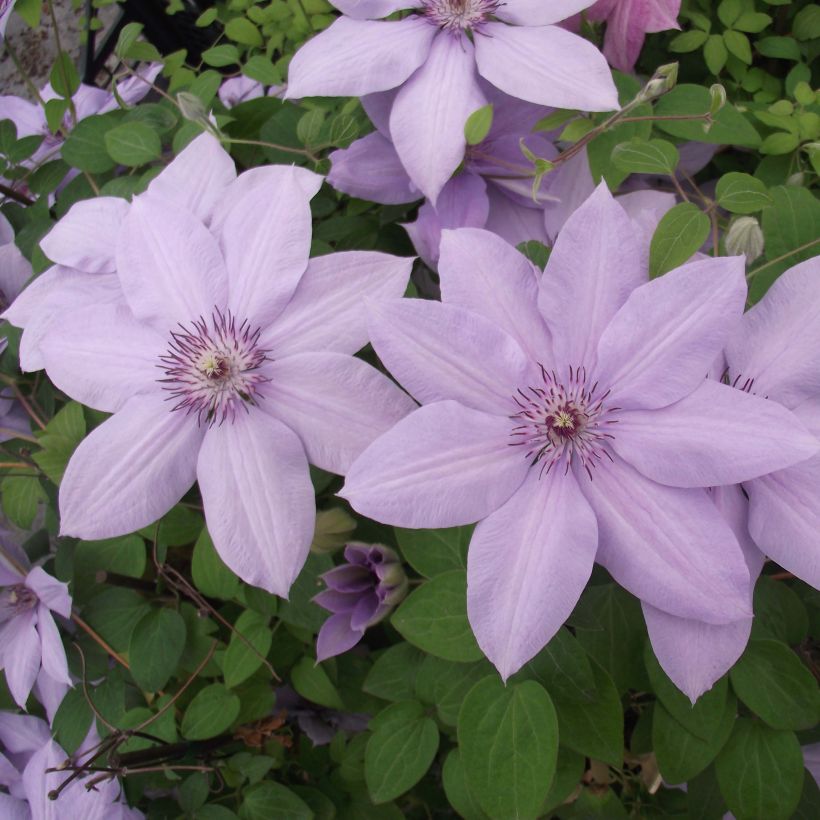 Clematis Bernardine - Clematide (Fioritura)