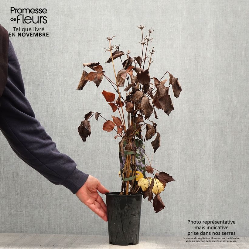 Esemplare di Clematis heracleifolia Côte d'Azur - Clematide Vaso da 2L/3L come consegnato in autunno