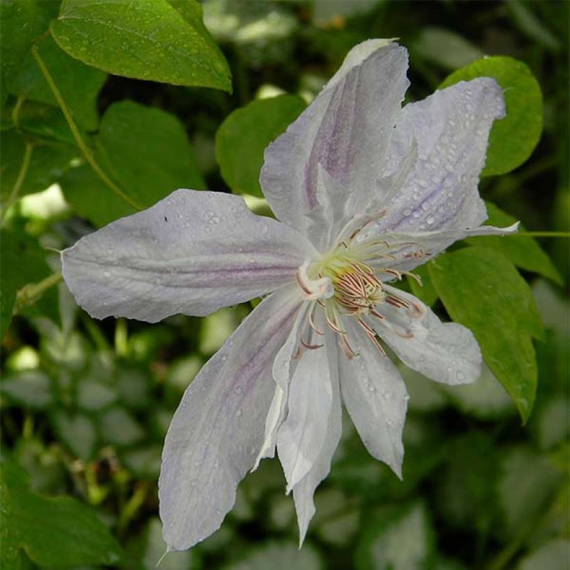 Clematis jackmanii Alba - Clematide (Fioritura)