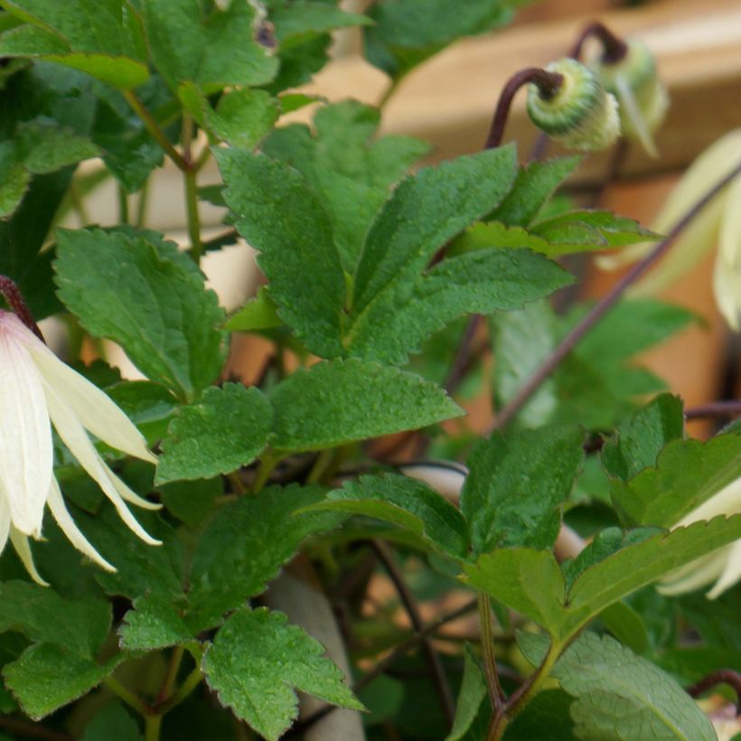 Clematis koreana Amber - Clematide (Fogliame)