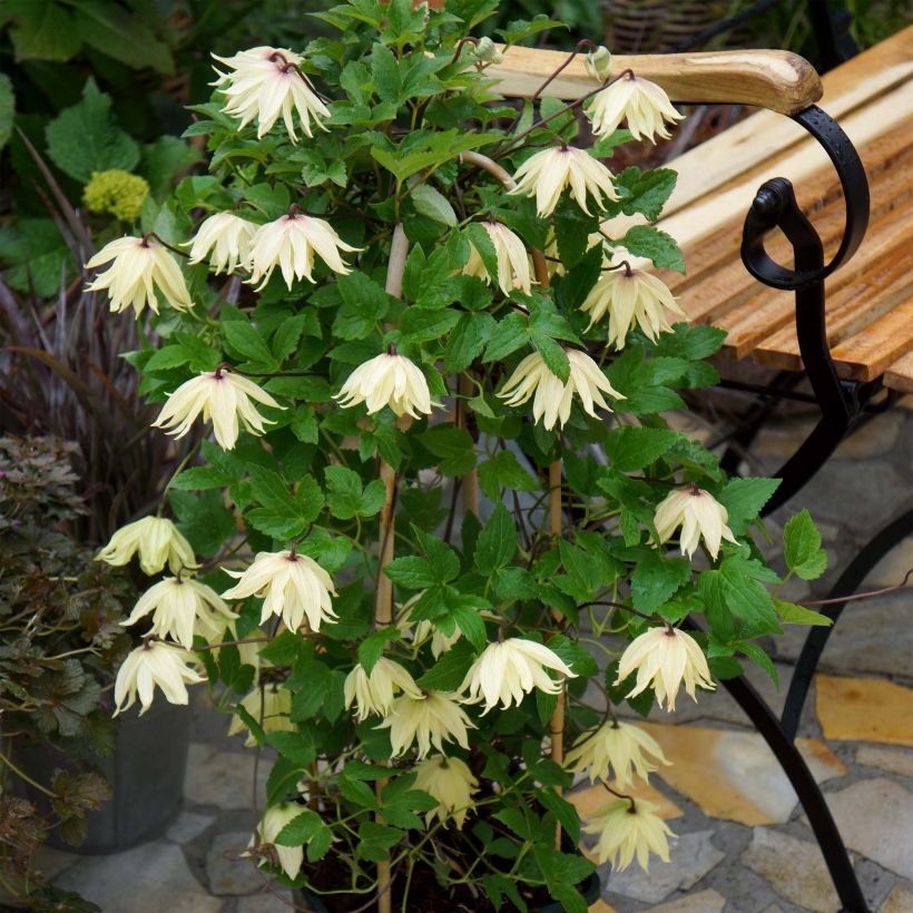 Clematis koreana Amber - Clematide (Porto)