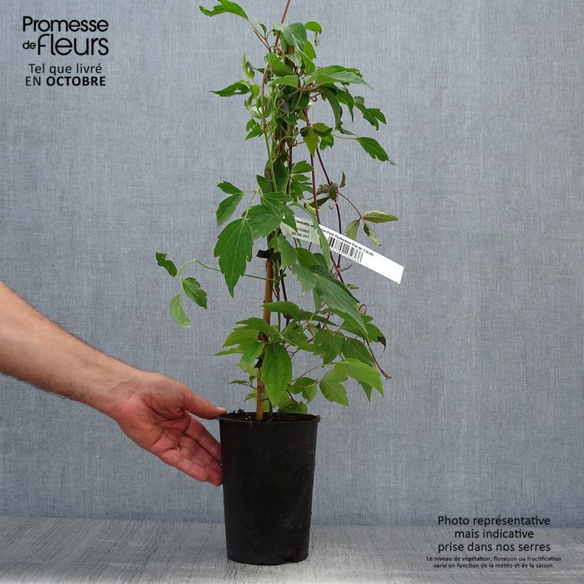 Esemplare di Clematis Pink Perfection - Clematide Vaso da 1,5L/2L come consegnato in autunno