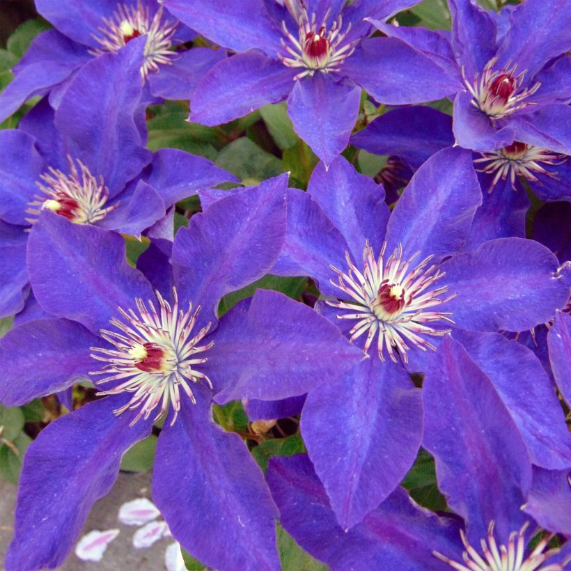 Clematis The President - Clematide (Fioritura)