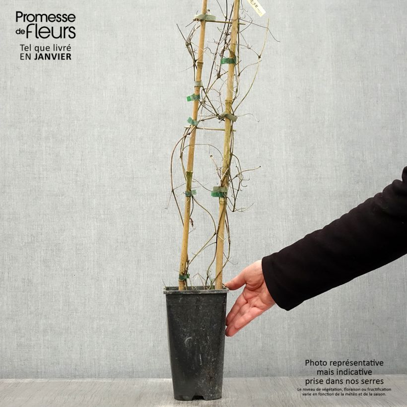 Clematis Bee's Jubilée - Clematide Vaso da 2L/3L esemplare consegnato in inverno