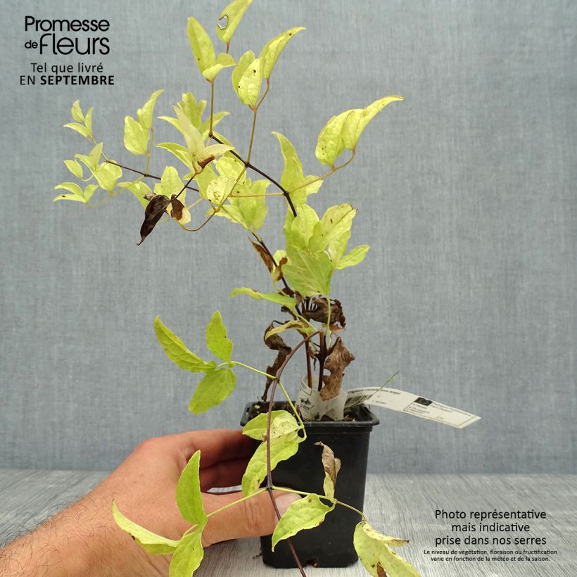Esemplare di Clematis Blekitny aniol - Clematide Vasetto da 8/9 cm come consegnato in autunno